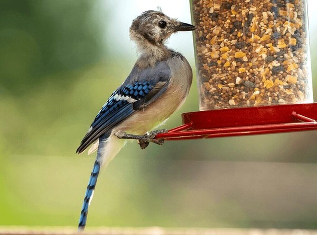 blue jay perched at a bird feede