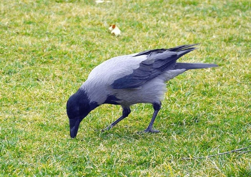 crow foraging for food on the ground