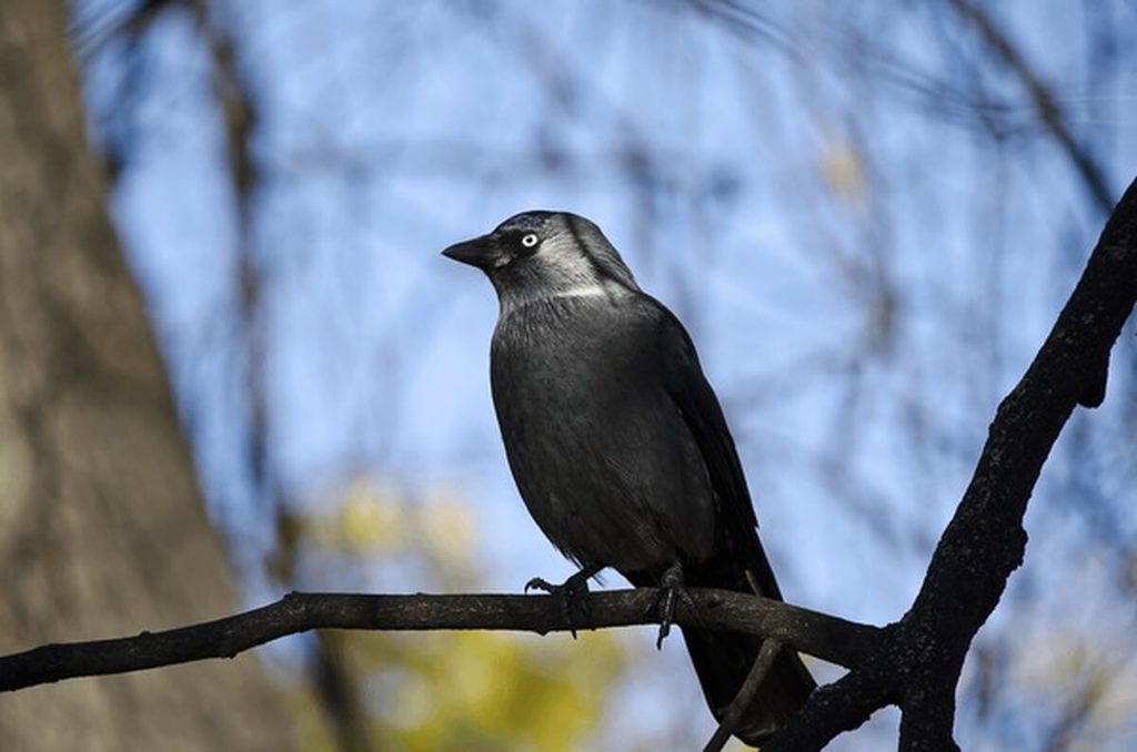 American crow perched showing black plumage
