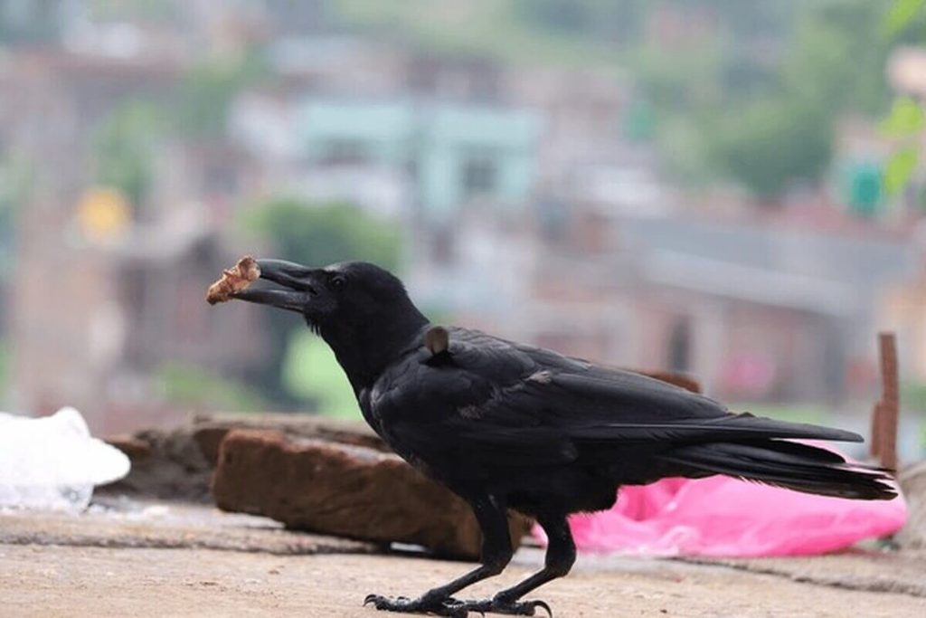 crow holding food item in beak