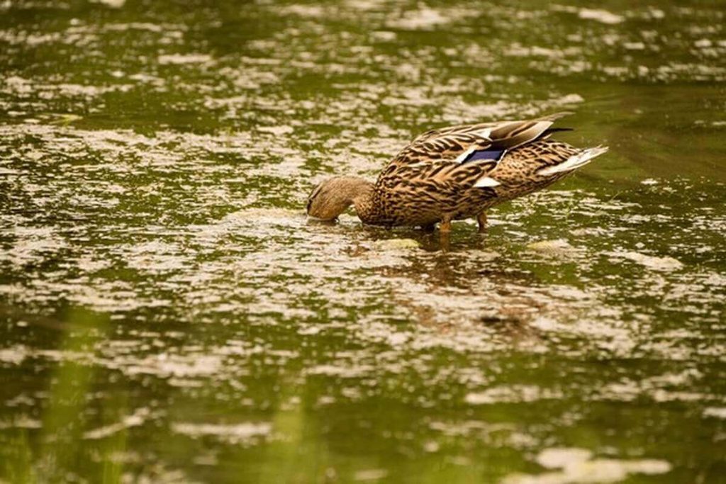 duck dabbling for food in pond, tail tipped up