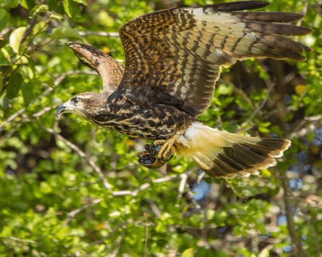 hawk with prey caught in talons
