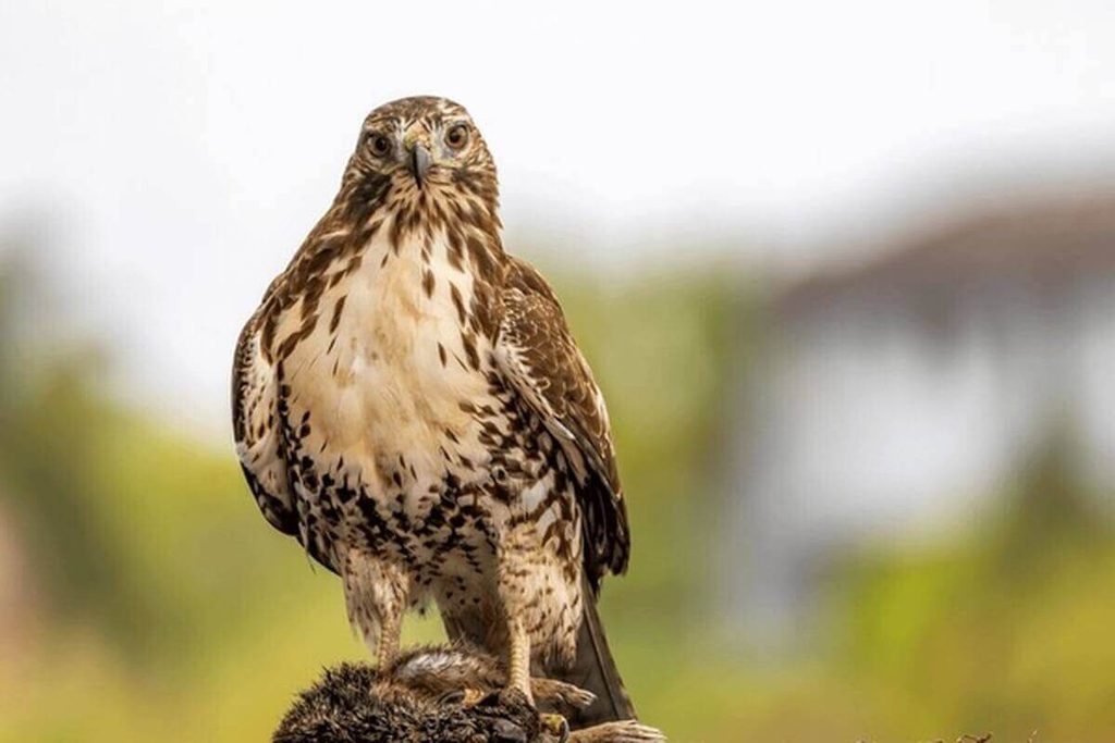 red-tailed hawk perched scanning for prey
