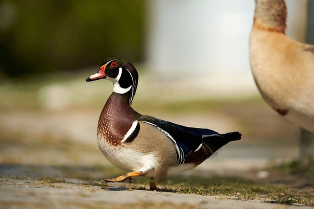 wood duck close-up showing colorful plumage