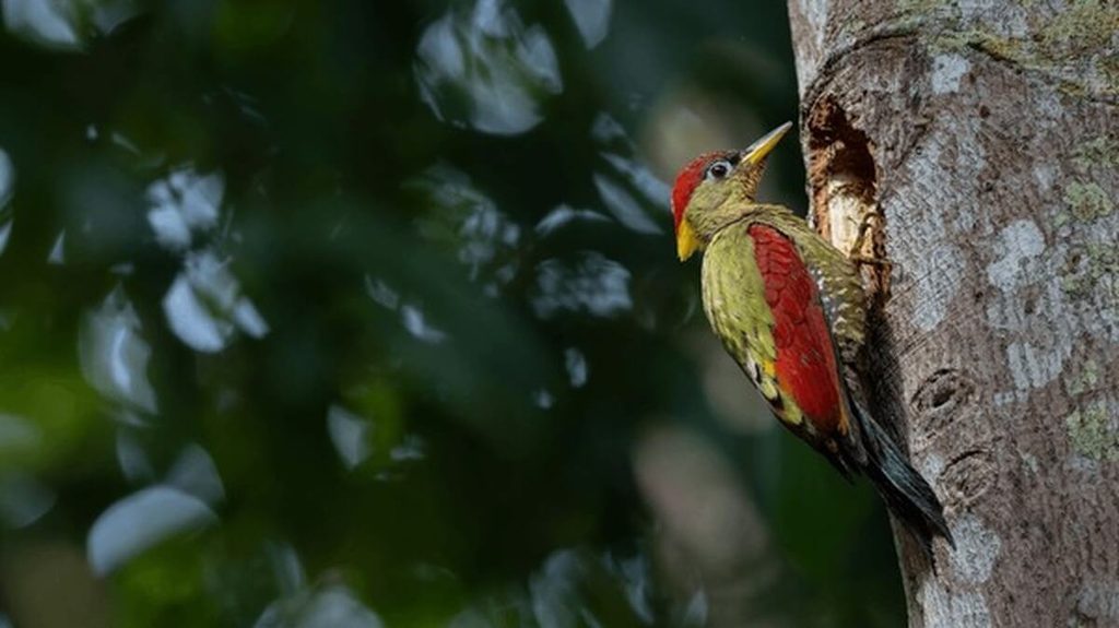 woodpecker drumming on tree trunk