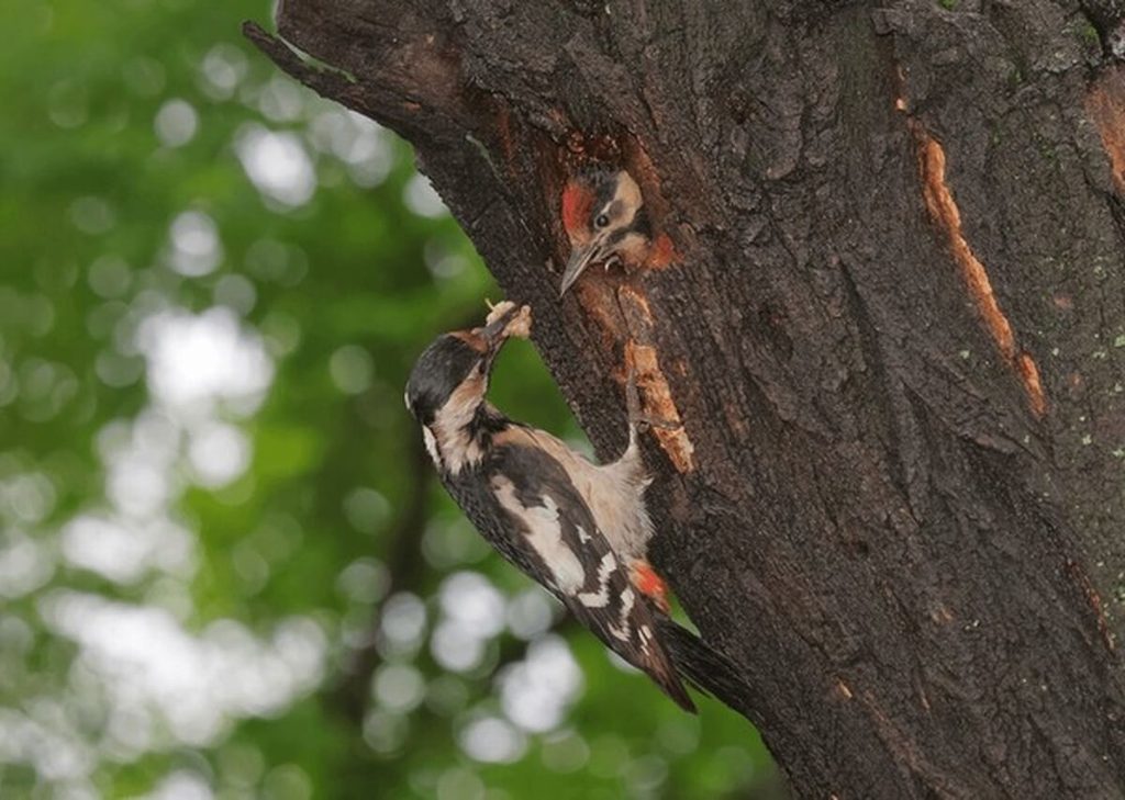 woodpecker feeding with tongue extended to catch insects