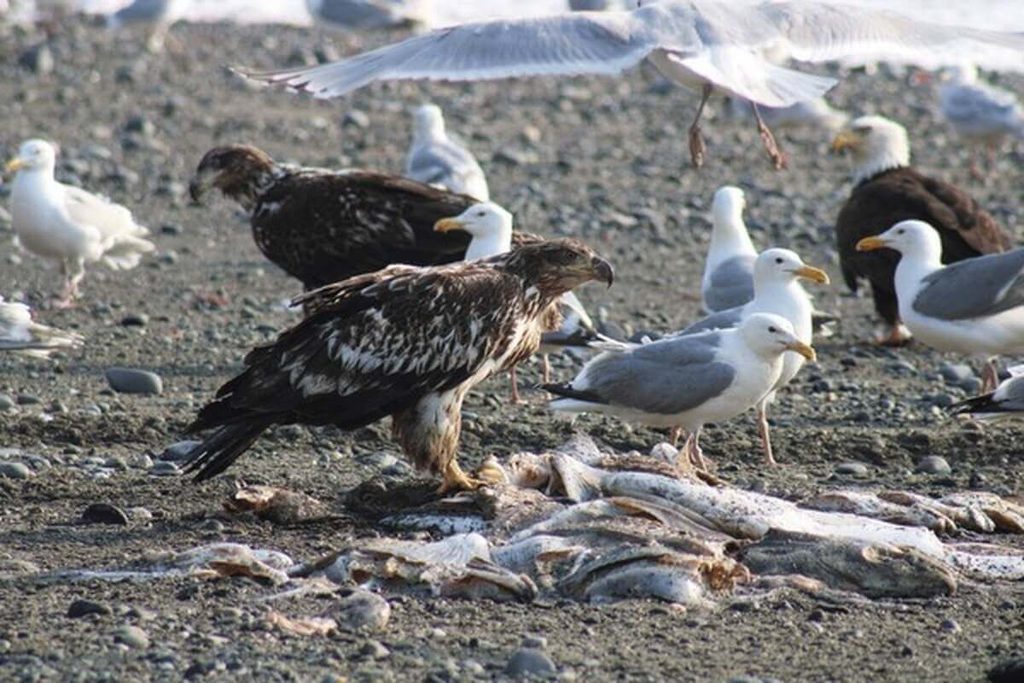 eagle feeding at carrion site