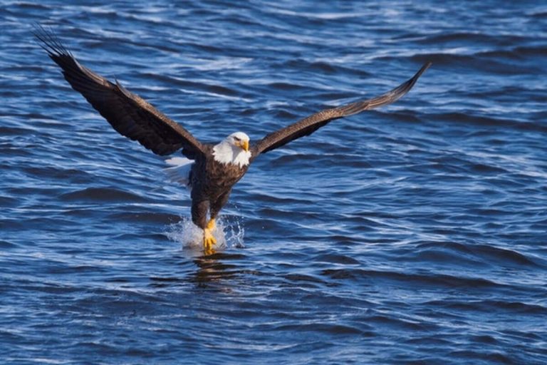 What Do Eagles Eat? Complete Diet Guide