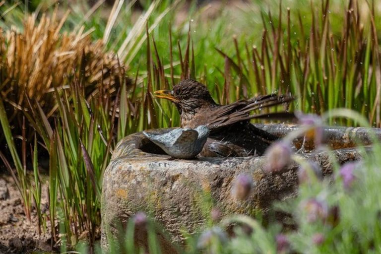 Bird Bath & Feeder Care: Complete Guide