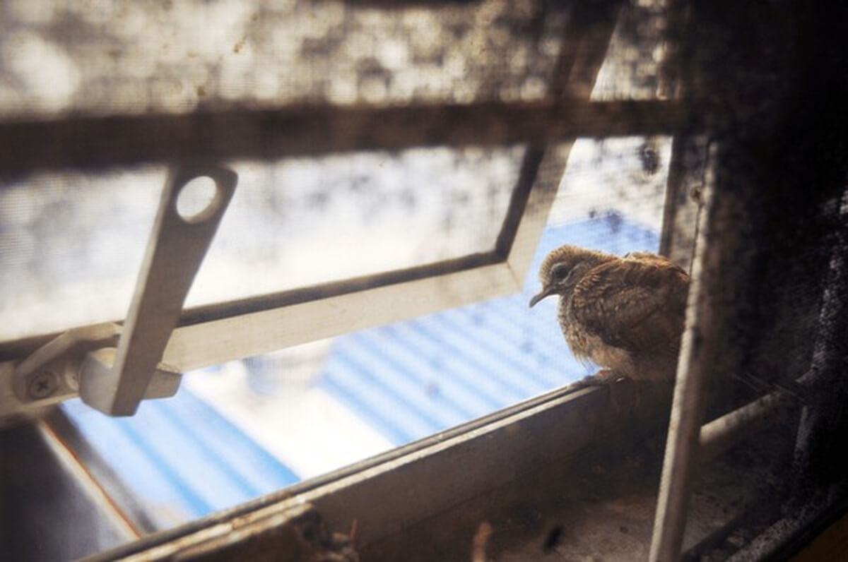 bird trying to fly out through an open window indoors
