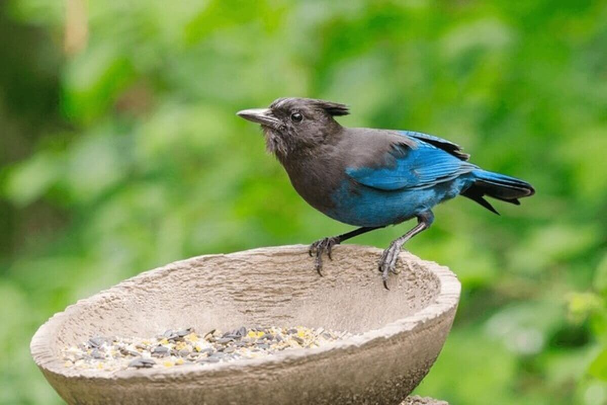 blue jay perched at a bird feeder