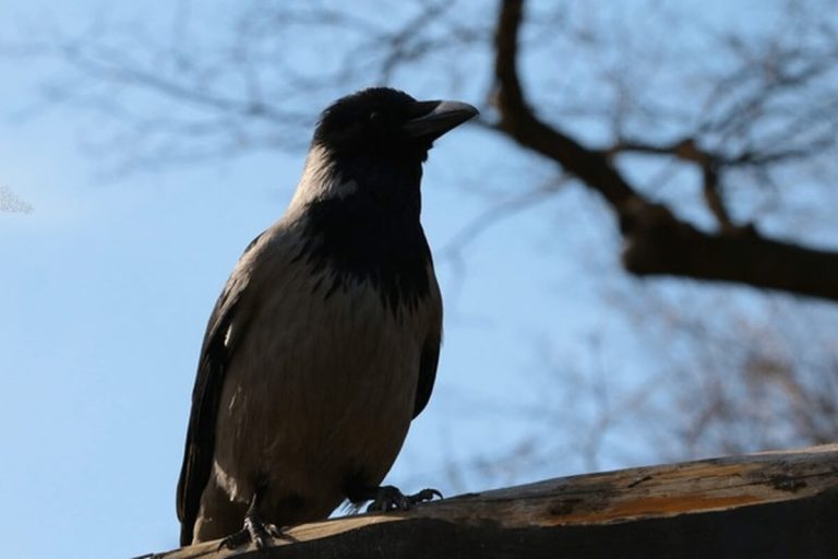 American crow close-up showing black beak