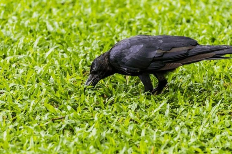 crow foraging for food on the ground