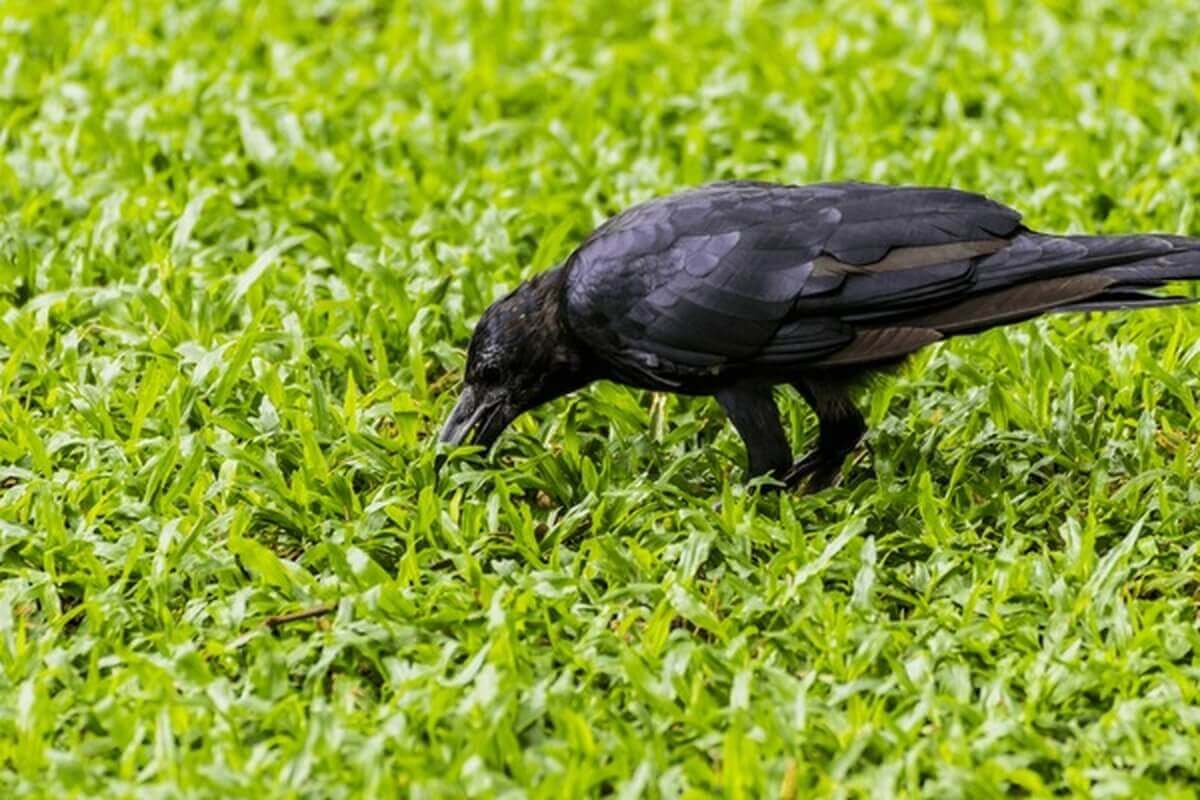 crow foraging for food on the ground