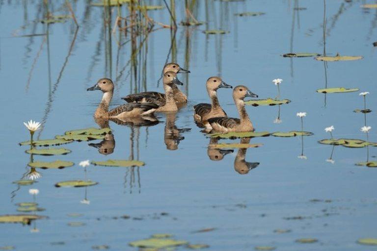 duck dabbling for food in pond, tail tipped up" (this is the Photo 1 suggestion already specified in your doc, and it's a strong pick for the feature image specifically since it visually signals "foraging/eating" right away, matching the search intent behind "what do ducks eat