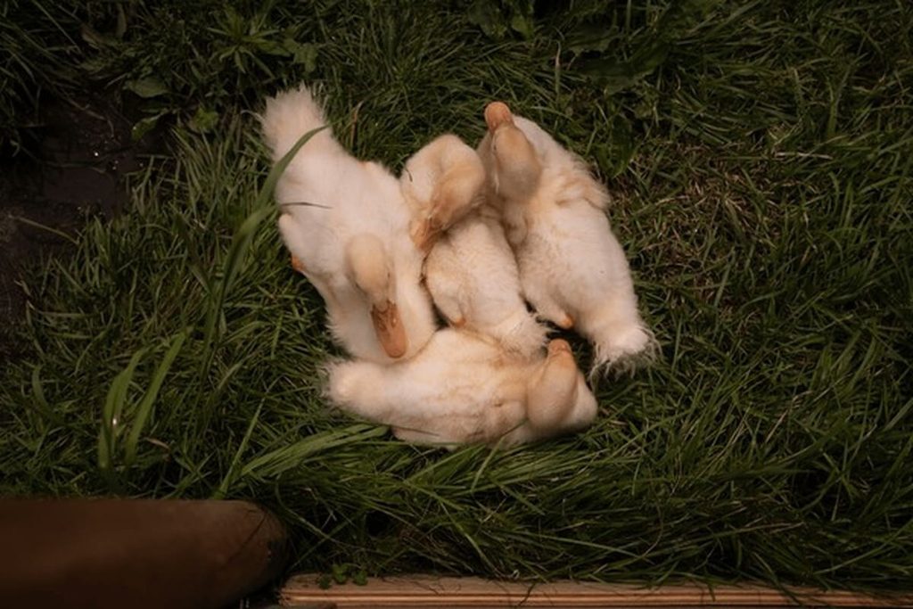 ducklings huddled together sleeping