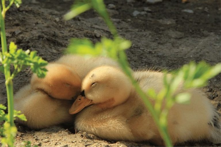 ducklings huddled together sleeping