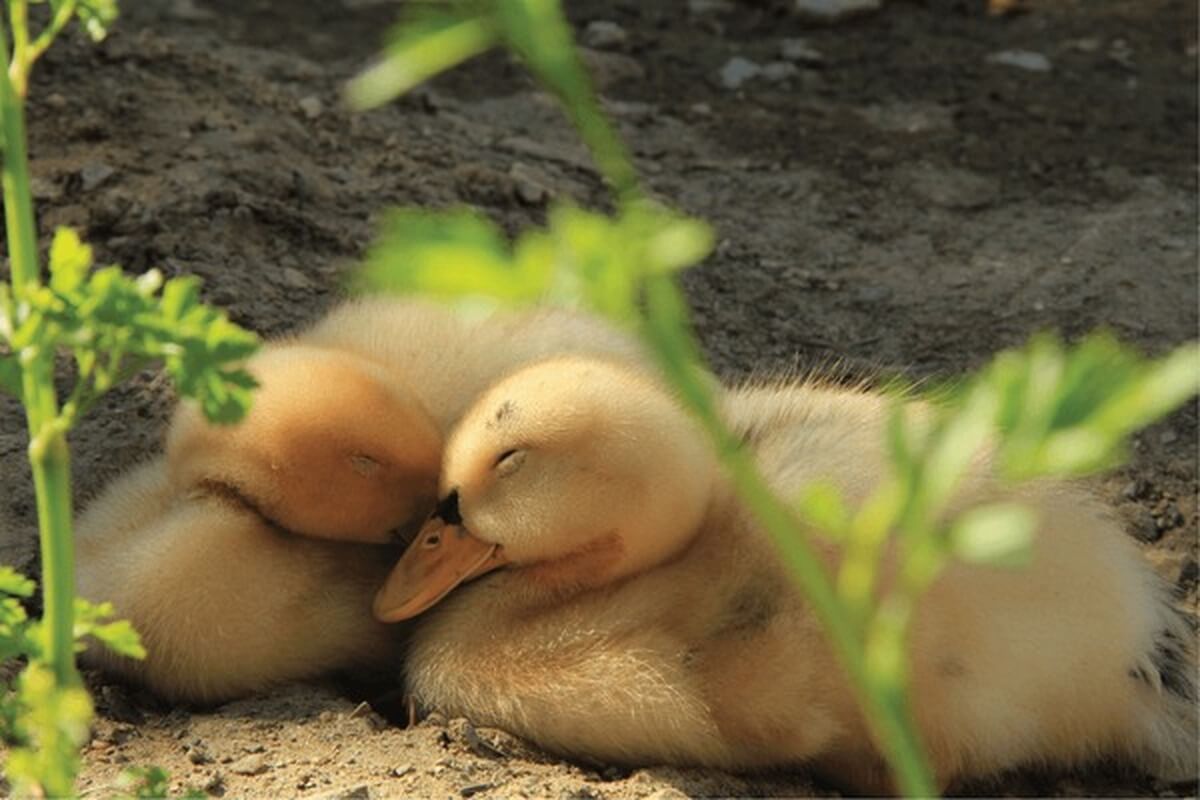 ducklings huddled together sleeping