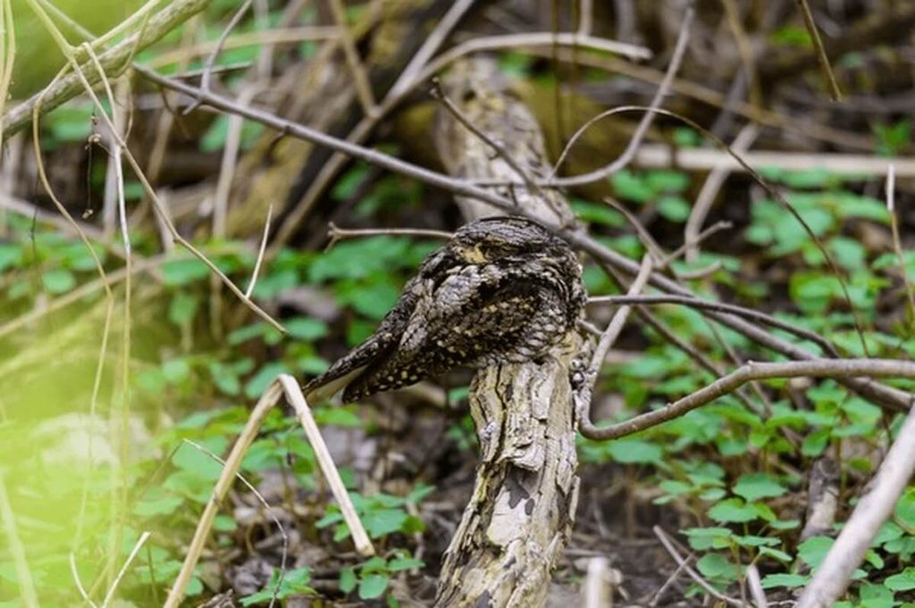 whippoorwill camouflaged on forest floor