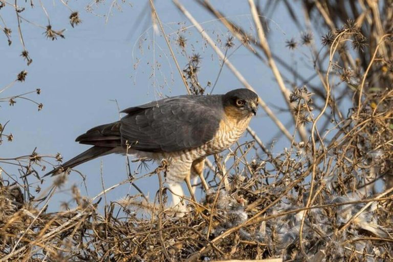 What Do Hawks Eat? Complete Diet Guide