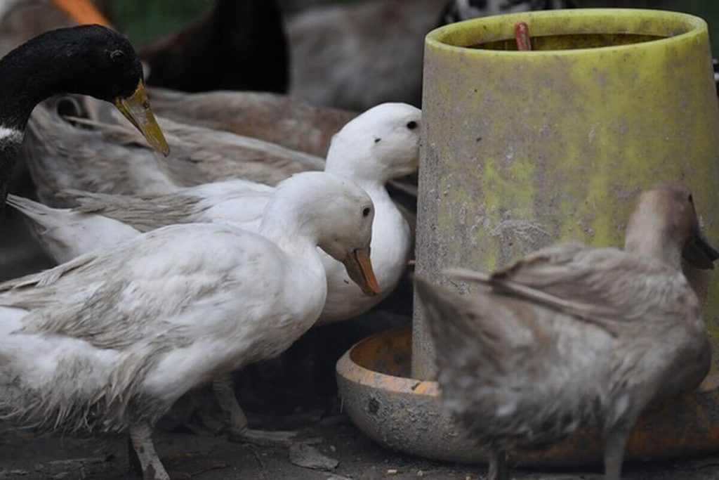 feeding ducks cracked corn at a pond