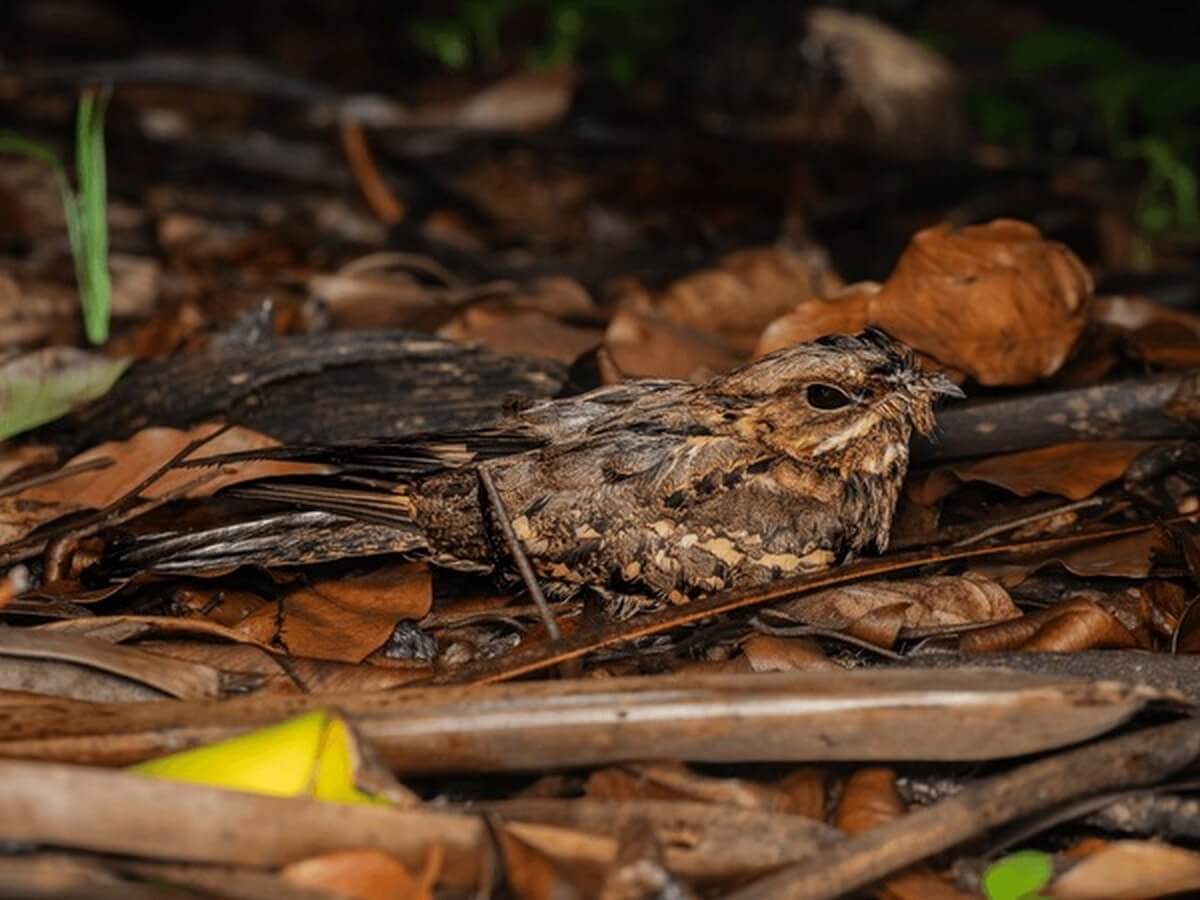 camouflaged whippoorwill on forest floor