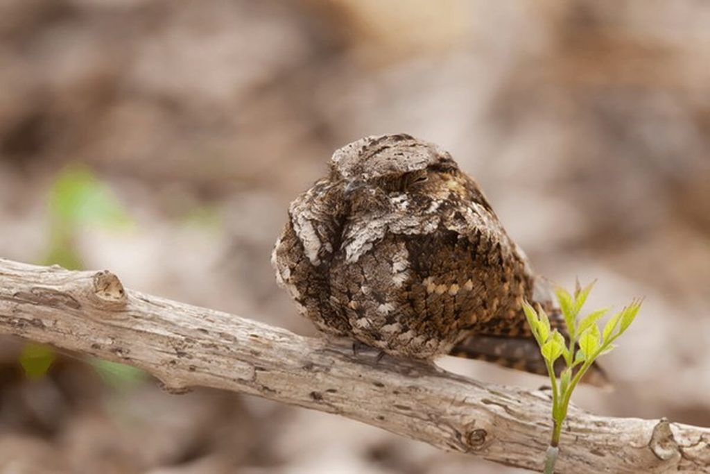 oak-pine forest edge habitat favored by whippoorwills