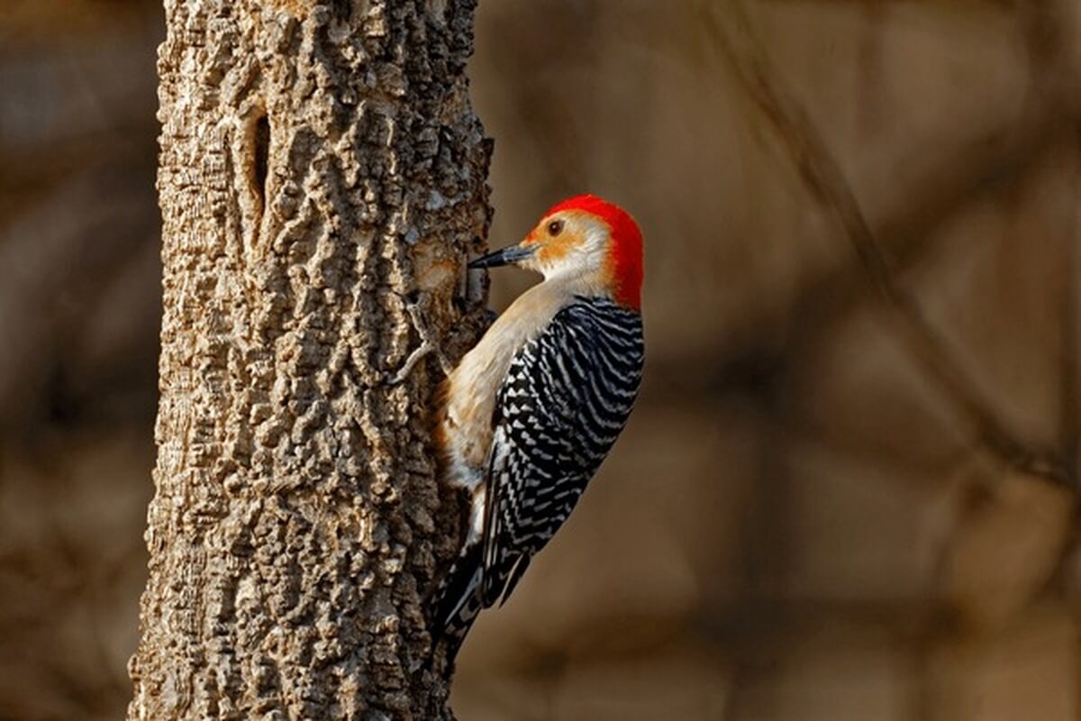 woodpecker drumming/pecking on tree