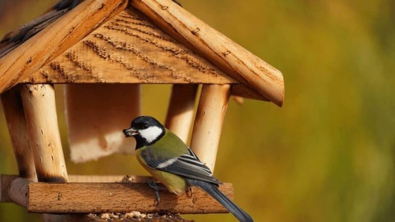 Best Bird Feeders for House Finches: What to Look For