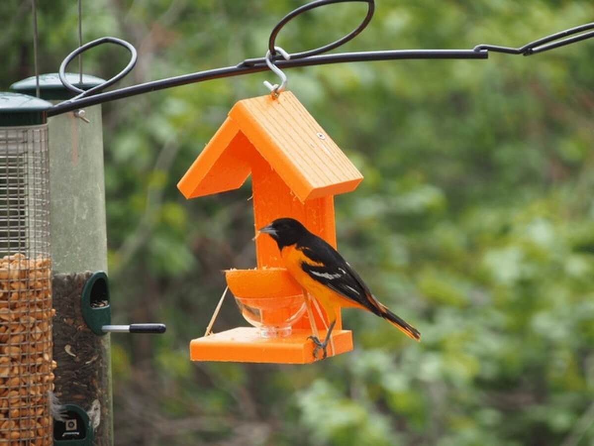 Baltimore oriole feeding at an orange nectar feede