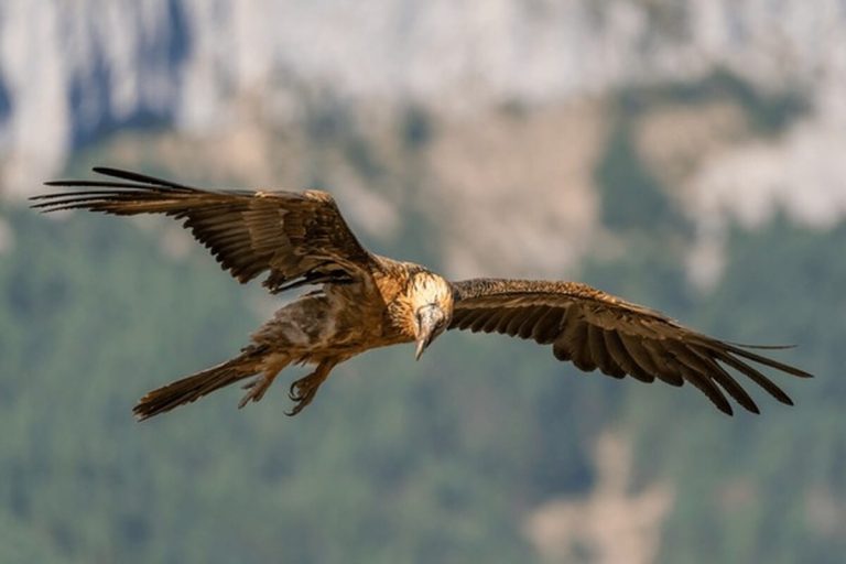 Hawk Facts: Vision, Behavior & More
