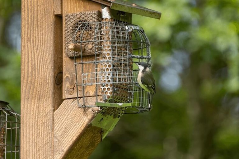 Kingsyard Squirrel-Proof Feeder: What to Know