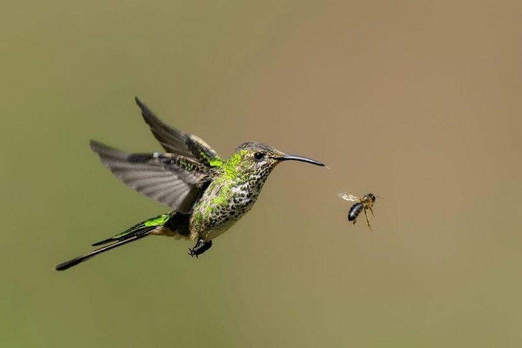 bird catching flying insect mid-air