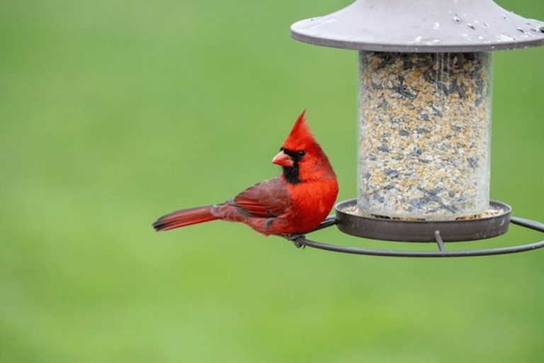 cardinal perched on the ring of a tube bird feeder
