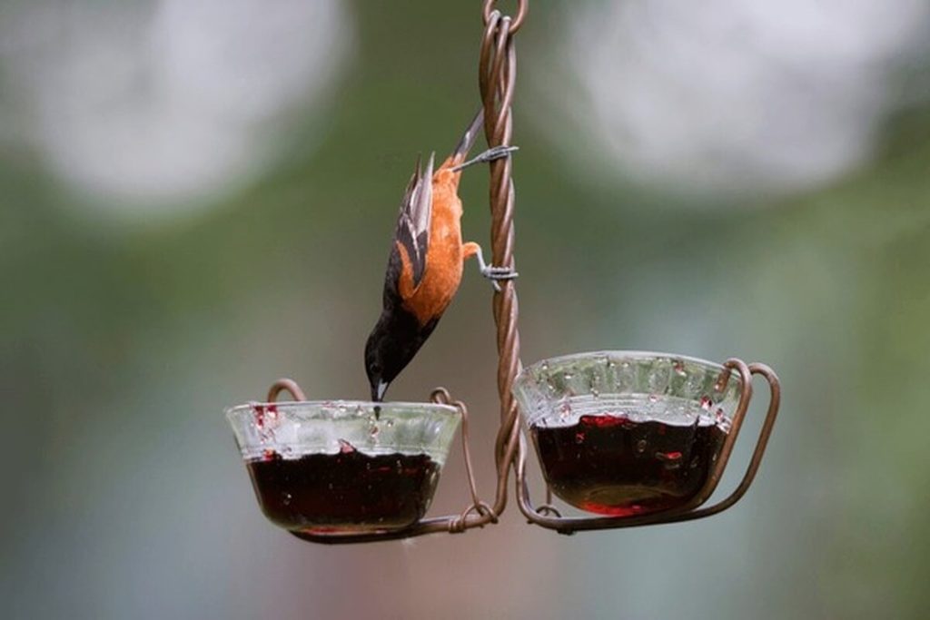 grape jelly feeder dish for attracting orioles