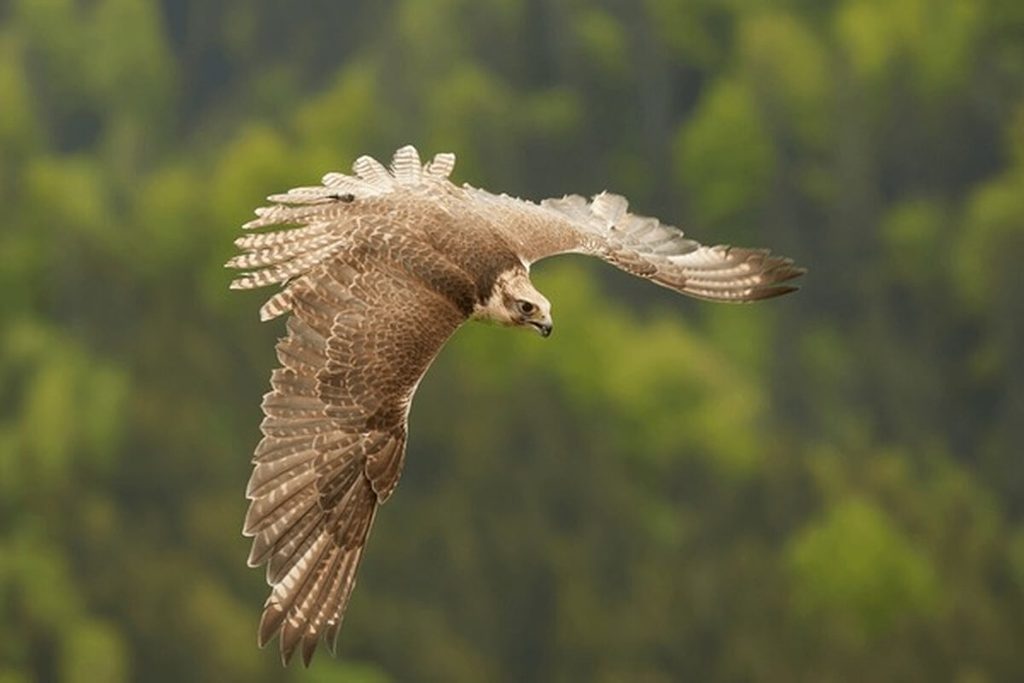 falcon in flight showing pointed wing shape