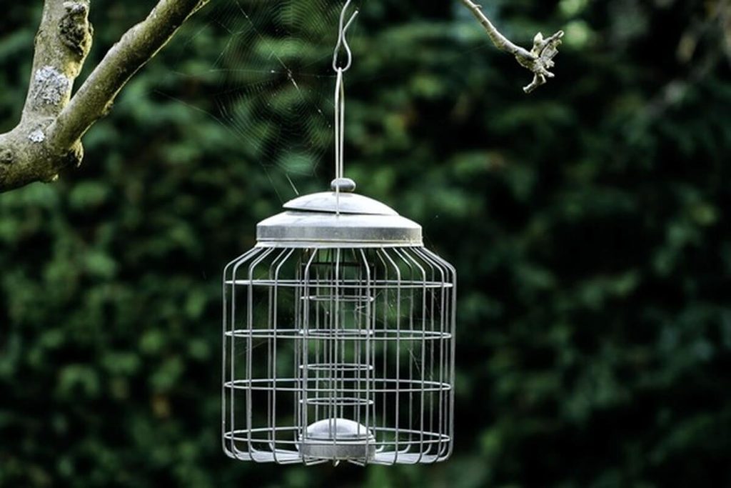 bird feeder pole with a cylinder squirrel baffle in an open yard