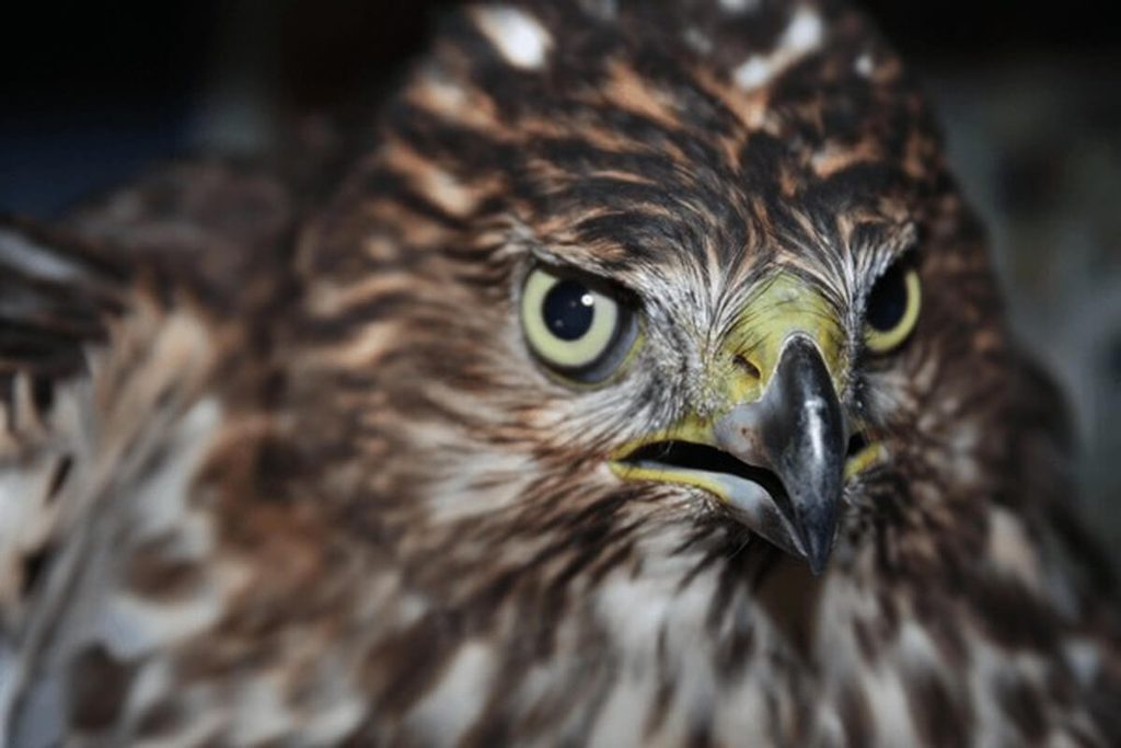 hawk close-up showing sharp eyes