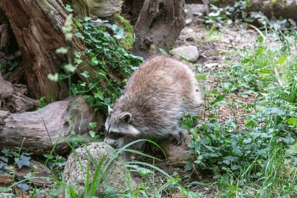 raccoon near bird nest, common egg predator