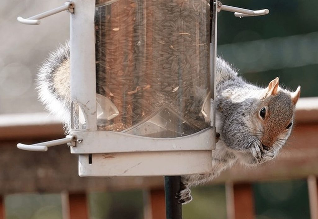 gray squirrel clinging to a bird feeder pol