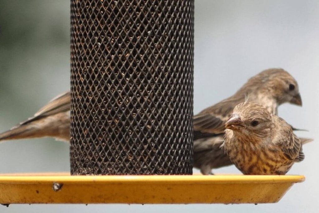 house finches feeding at a tube bird feeder