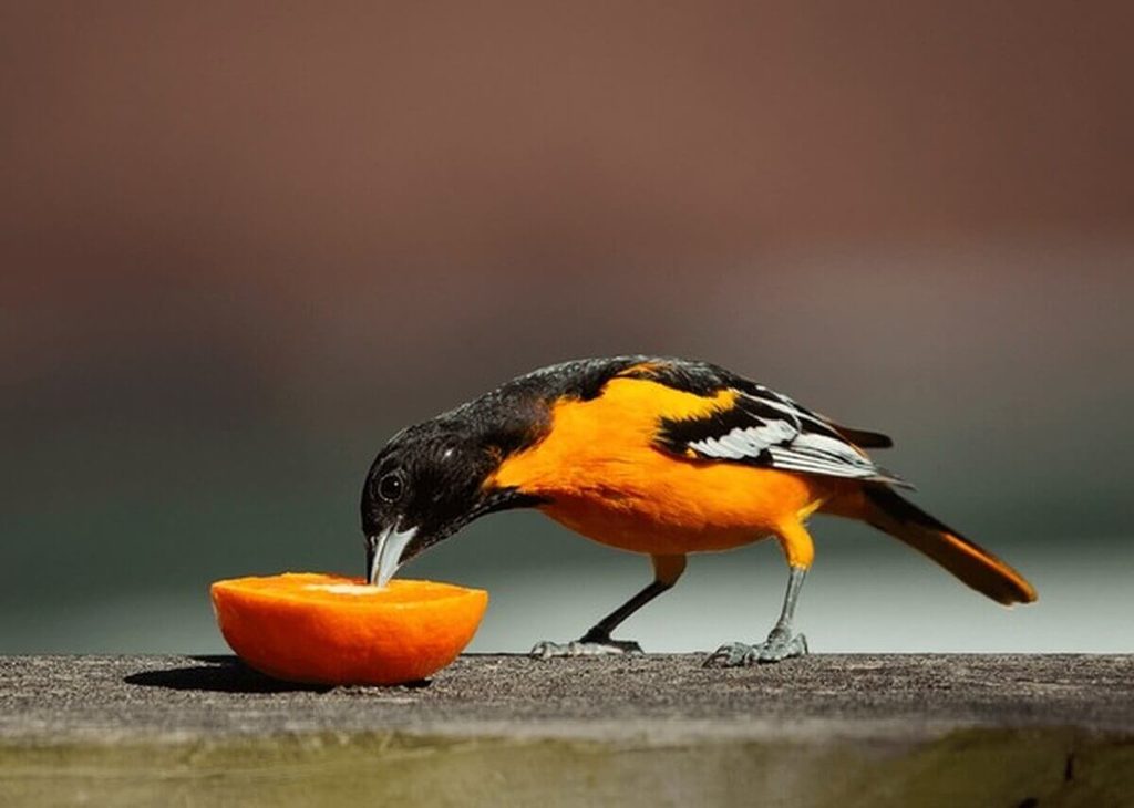 oriole feeding on orange half on a fruit feeder