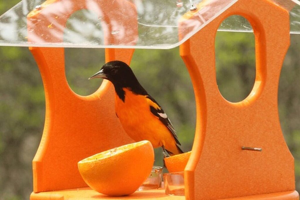 Baltimore oriole feeding at an orange nectar feeder