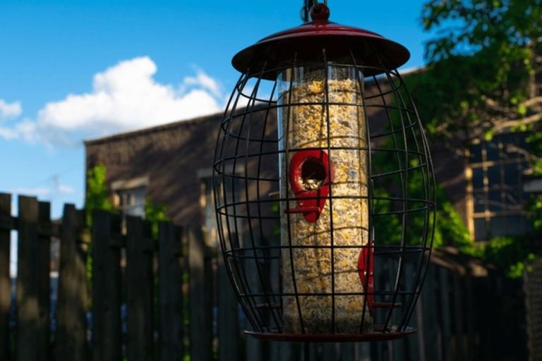 What to Look for in a Squirrel-Proof Feeder Pole