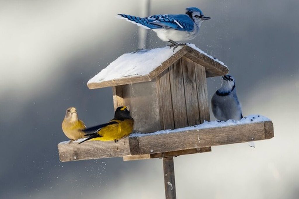 wild birds eating at a weatherproof hopper-style bird feeder