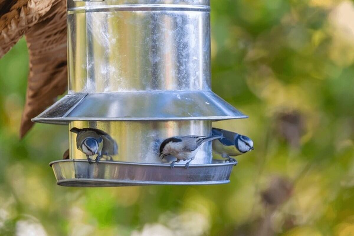 goldfinches and chickadees at a metal tube bird feeder
