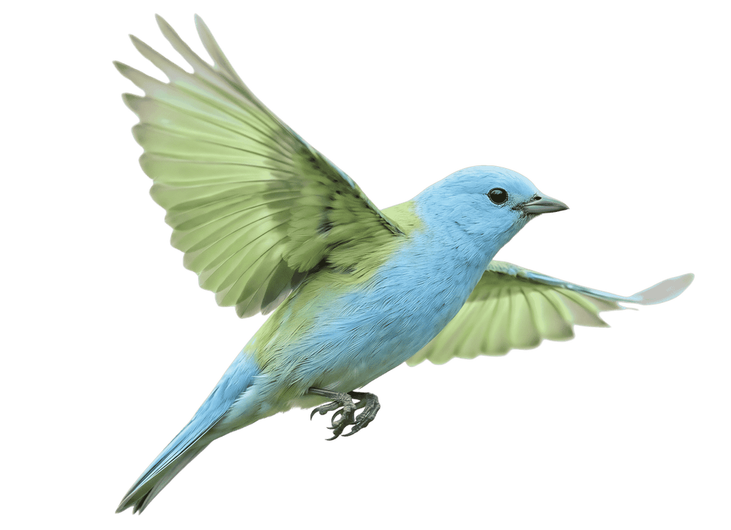 Small blue and green bird flying with wings spread wide against a white background
