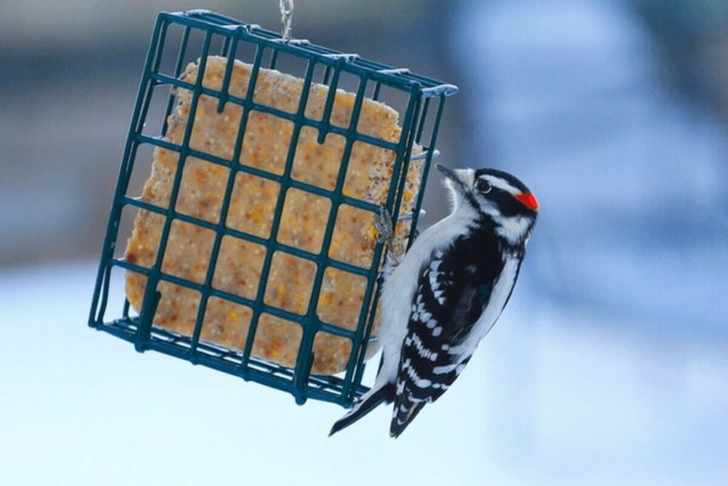 downy woodpecker feeding at a suet feeder