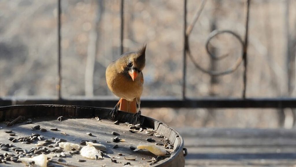 female northern cardinal eating seed on a wide feeder tray