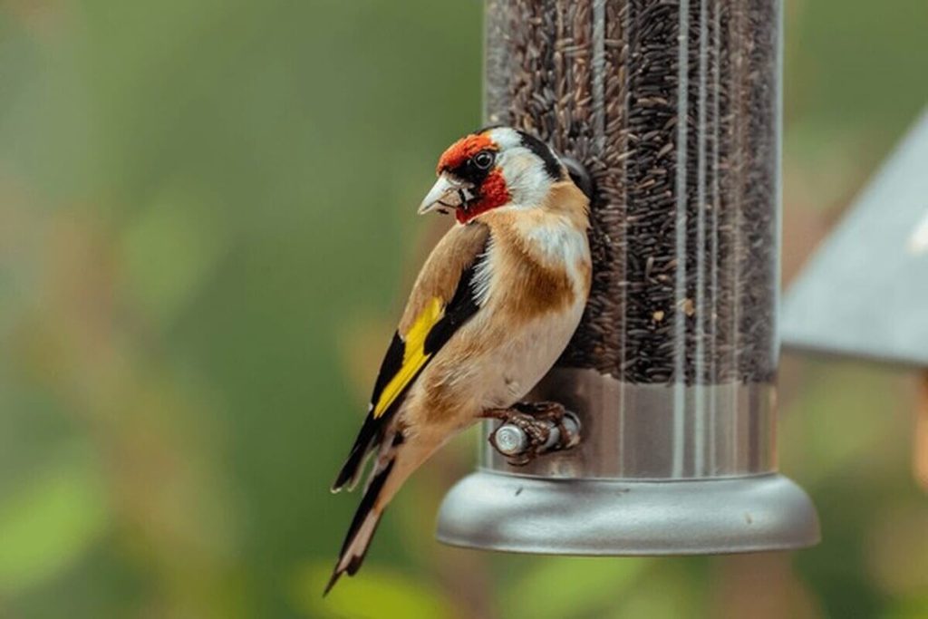 American goldfinch feeding at a nyjer seed feeder